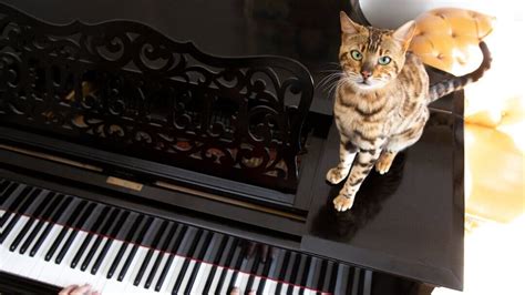 Do Cats Like Classical Music? And Why Do They Always Sit on Your Keyboard?