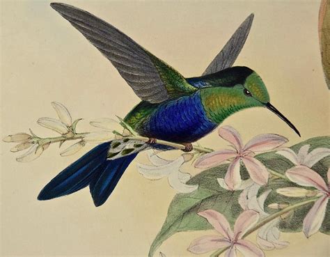  「 hummingbird's secret 」: 19世紀ブラジルの民話を紐解く！