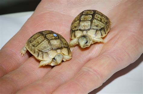  「The Tiny Tortoise」が教えてくれる、小さな生き物の偉大さ！